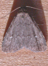 Rotund Idia